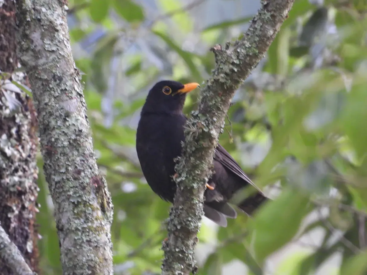 File:Turdus infuscatus 72406018.jpg