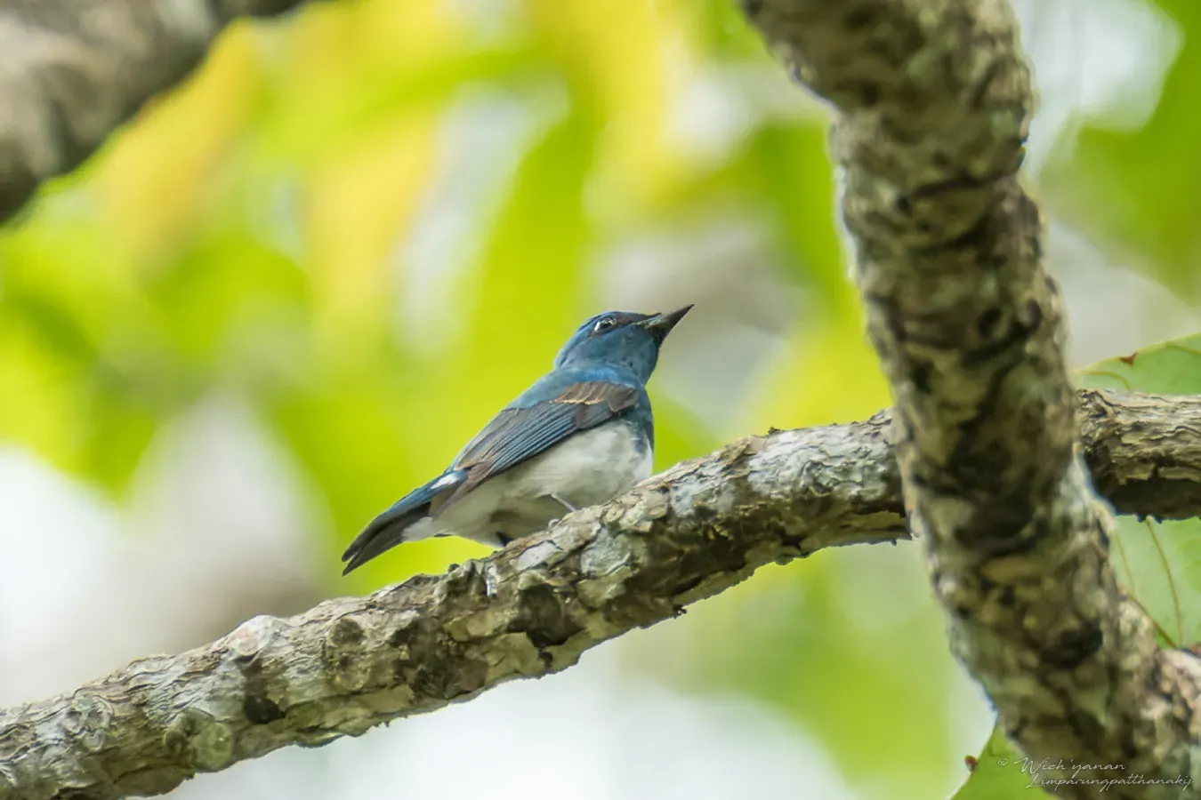 File:Cyanoptila cumatilis 185974190.jpg