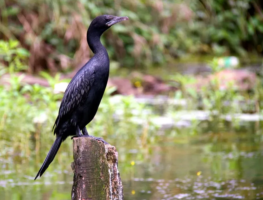 File:Little Cormorant Microcarbo niger, India.jpg