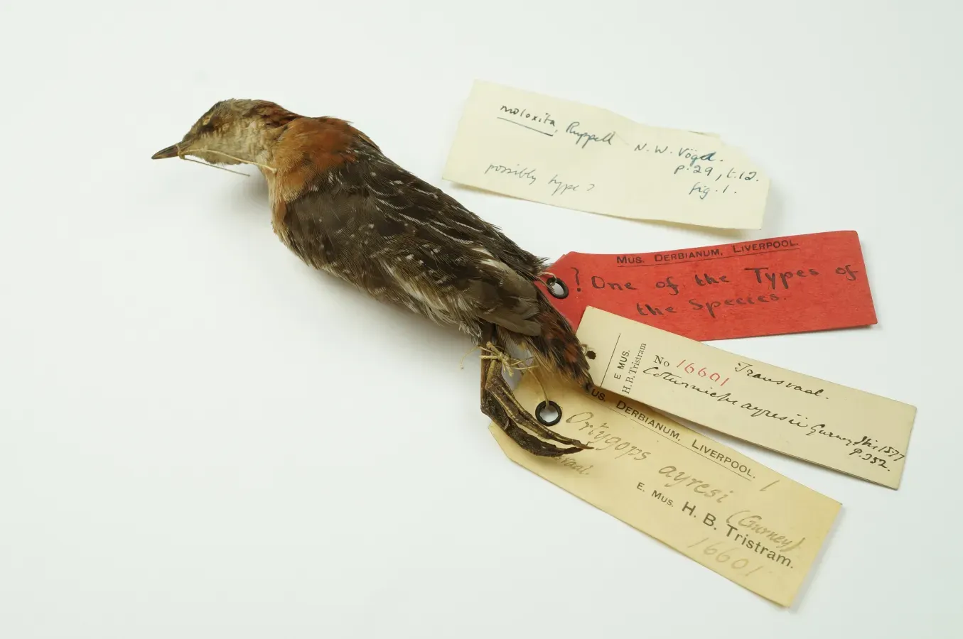 File:NML-VZ T16601 Sarothrura ayresi.jpg