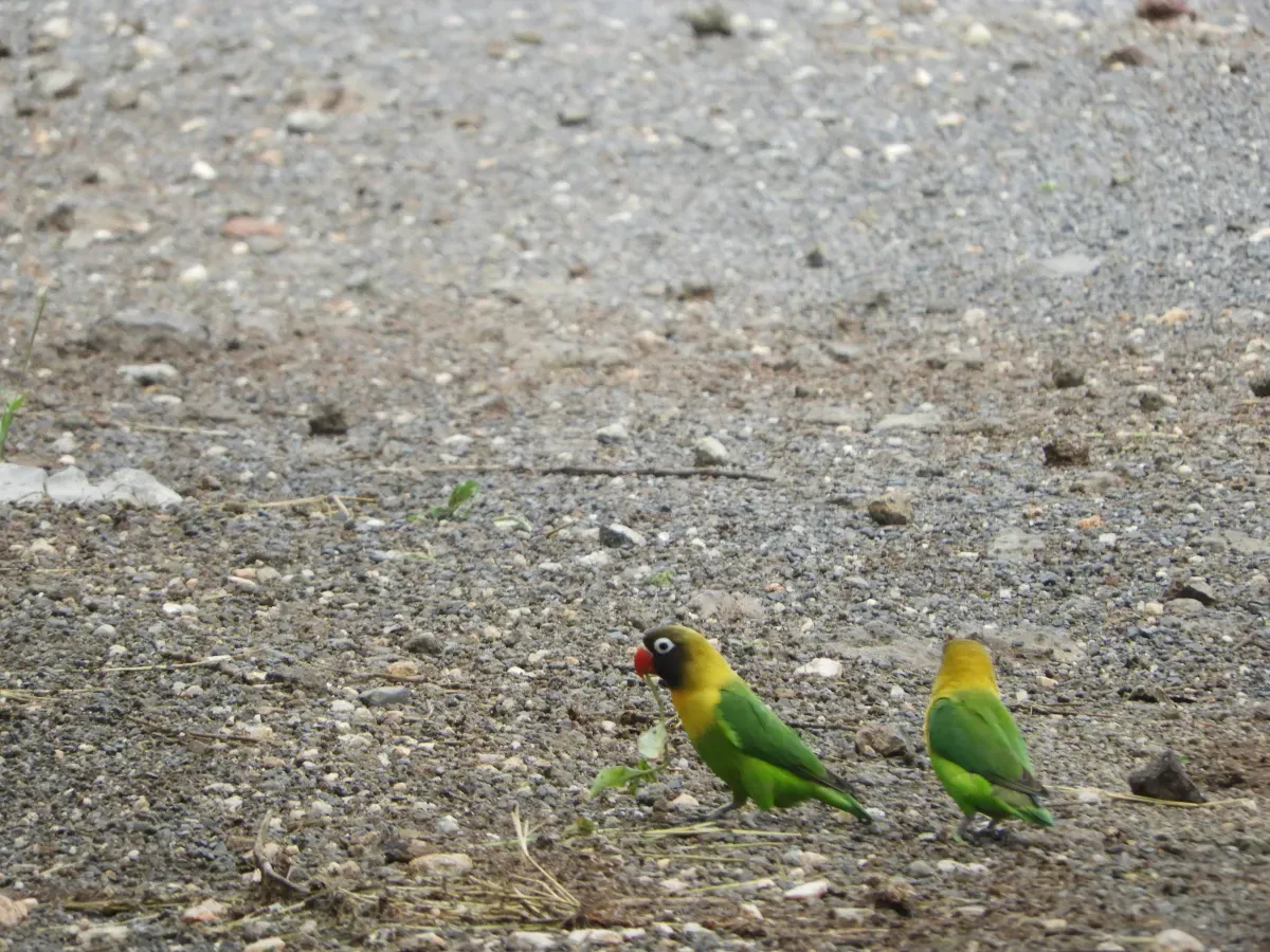 File:Agapornis personatus, TZ.jpg