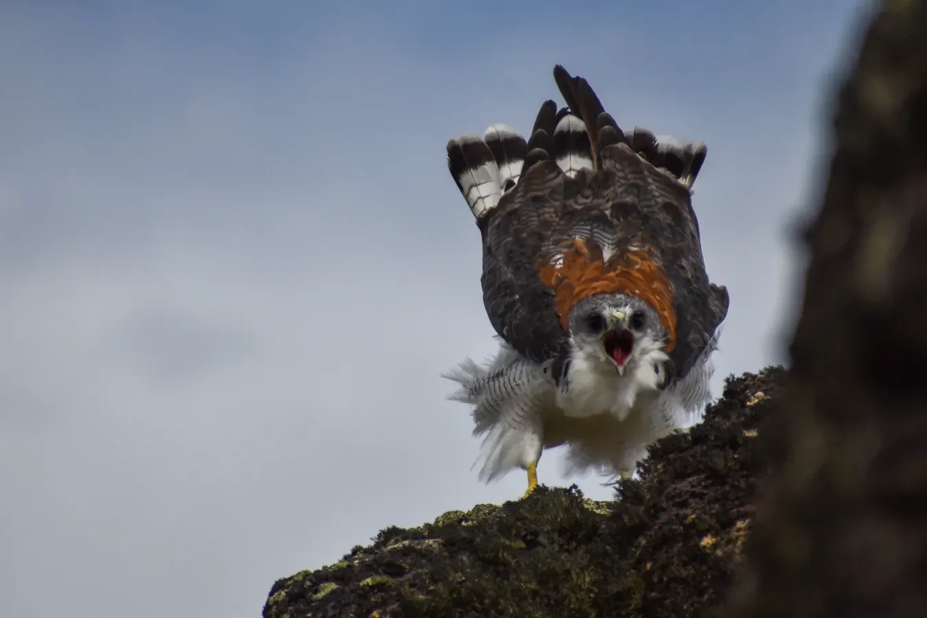 File:Geranoaetus polyosoma 201699947.jpg