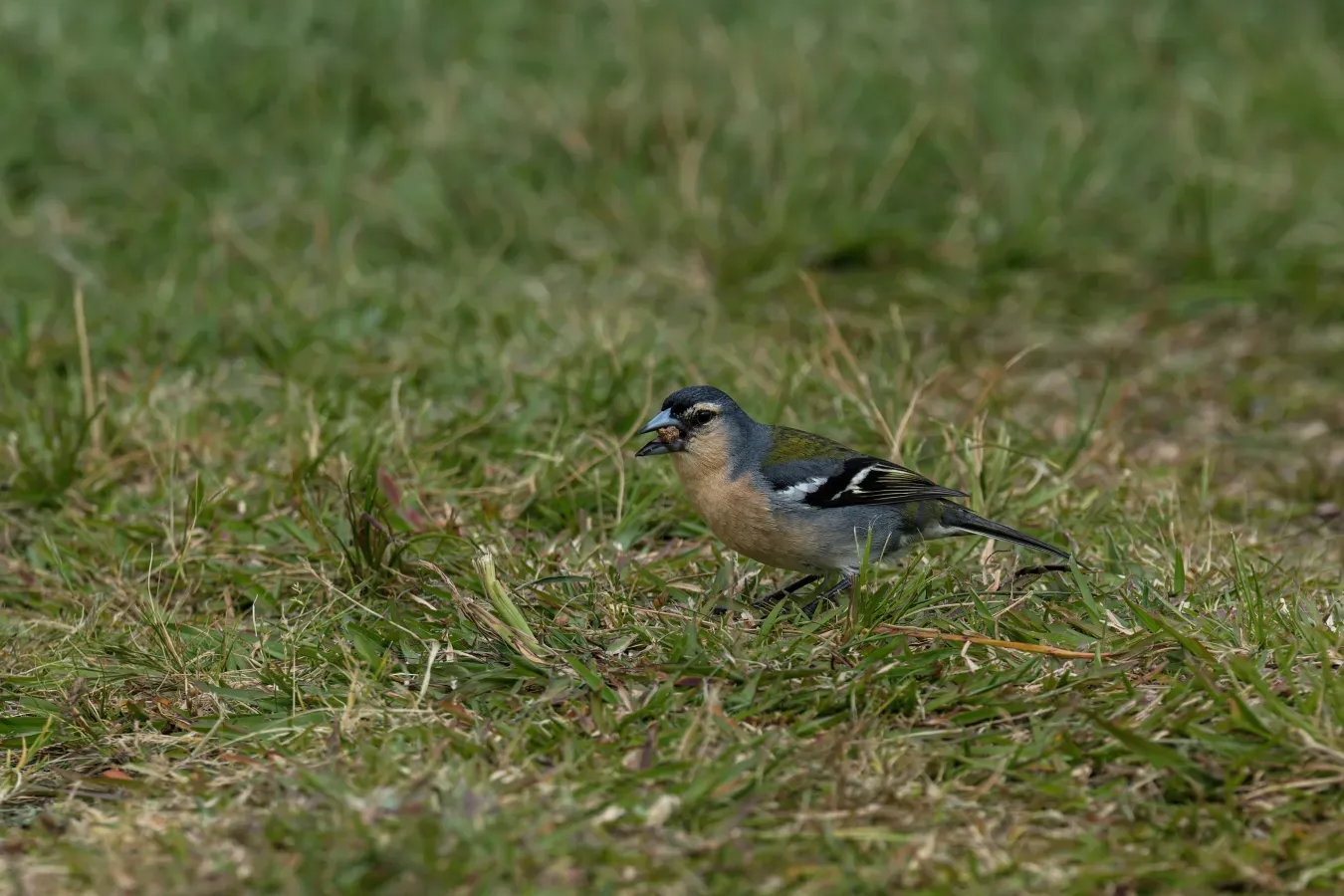File:Azores chaffinch (Fringilla coelebs moreletti) at Lagoa das Furnas, São Miguel Island, Azores, Portugal (PPL1-Corrected)-2.jpg