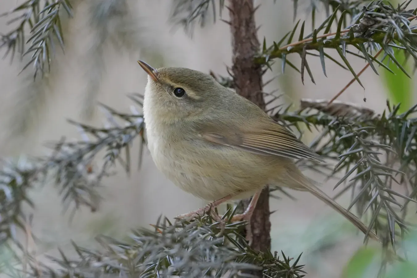 File:Japanese bush warbler(Horornis diphone)ウグイス.jpg