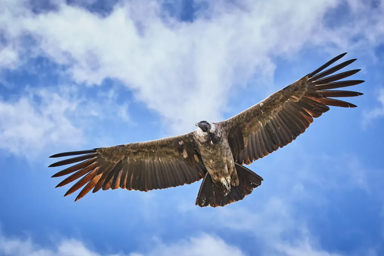 File:Andean condor (Vultur gryphus) at Colca Canyon.jpg