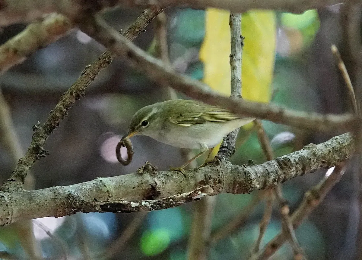 File:Ijima's leaf warbler(Phylloscopus ijimae)イイジマムシクイ.jpg