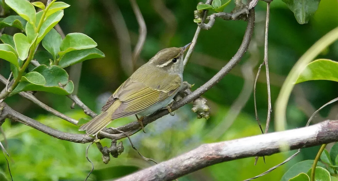 File:Eastern crowned warbler（Phylloscopus coronatus）センダイムシクイ.jpg