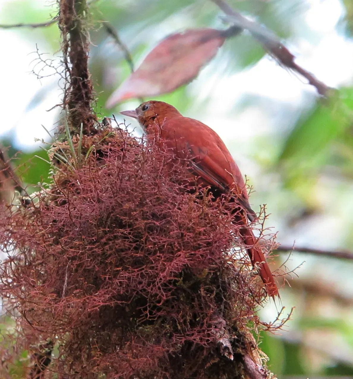 File:Margarornis stellatus Corretroncos barbiblanco Fulvous-dotted Treerunner (8429130096).jpg