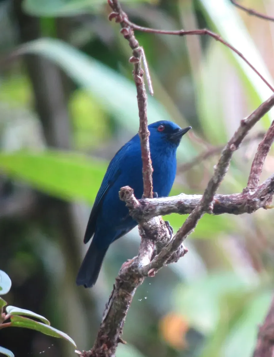 File:Diglossa indigotica Picaflor del Chocó Indigo Flowerpiercer (8427915861).jpg