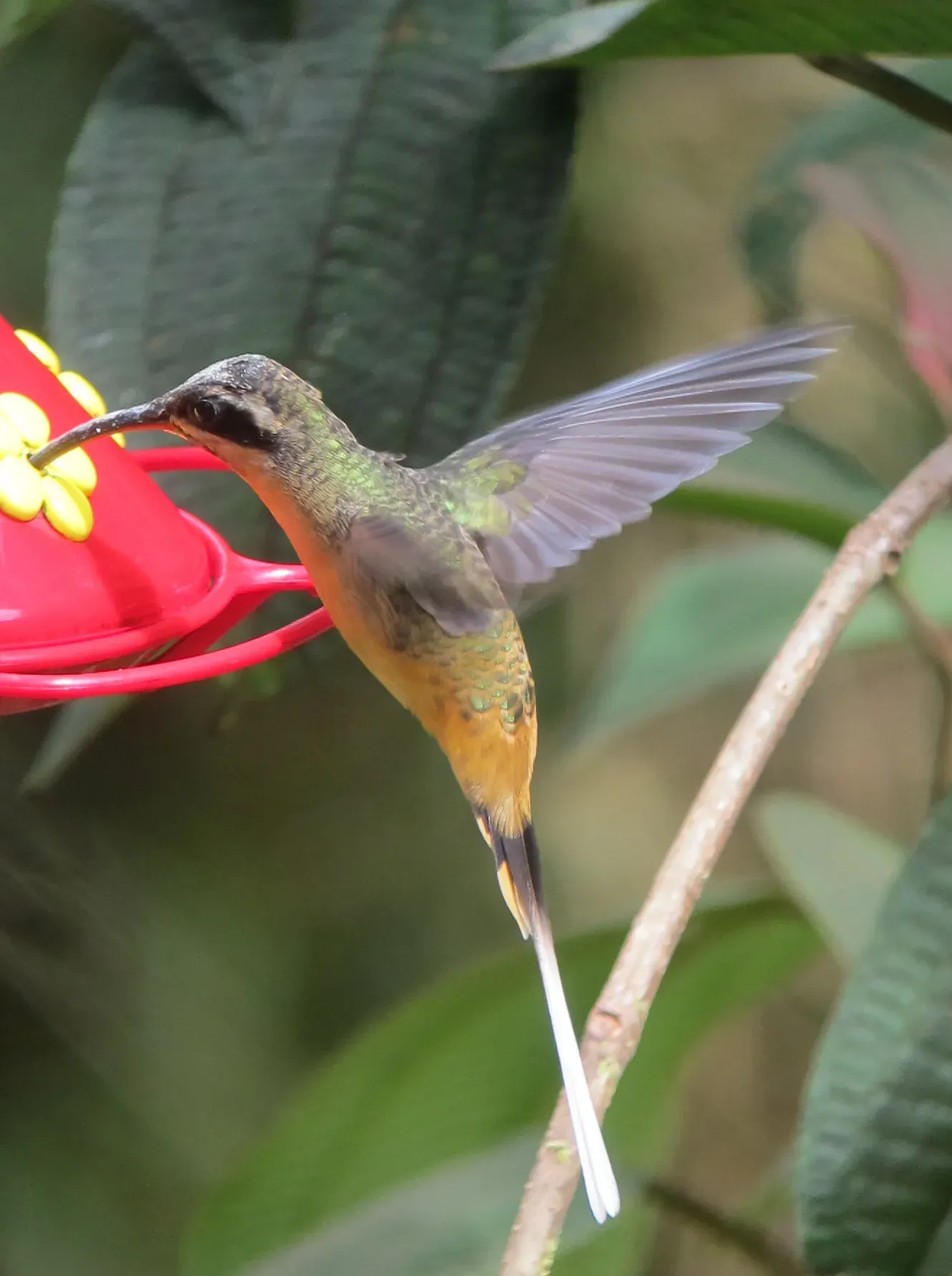 File:Phaethornis syrmatophorus Ermitaño leonado Tawny-bellied Hermit (8192248971).jpg