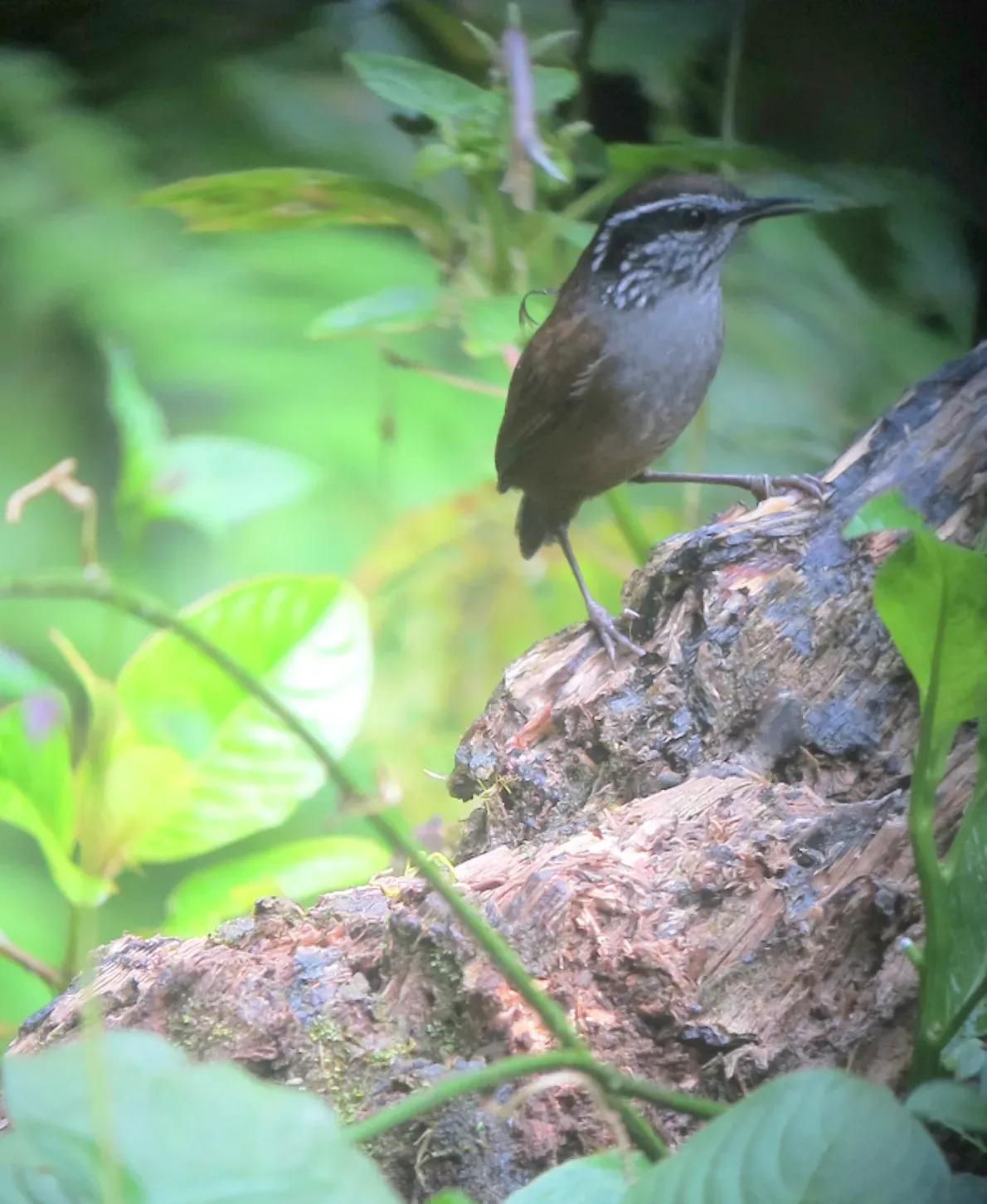 File:Henicorhina negreti Cucarachero de Munchique Munchique Wood-Wren (8192210983).jpg