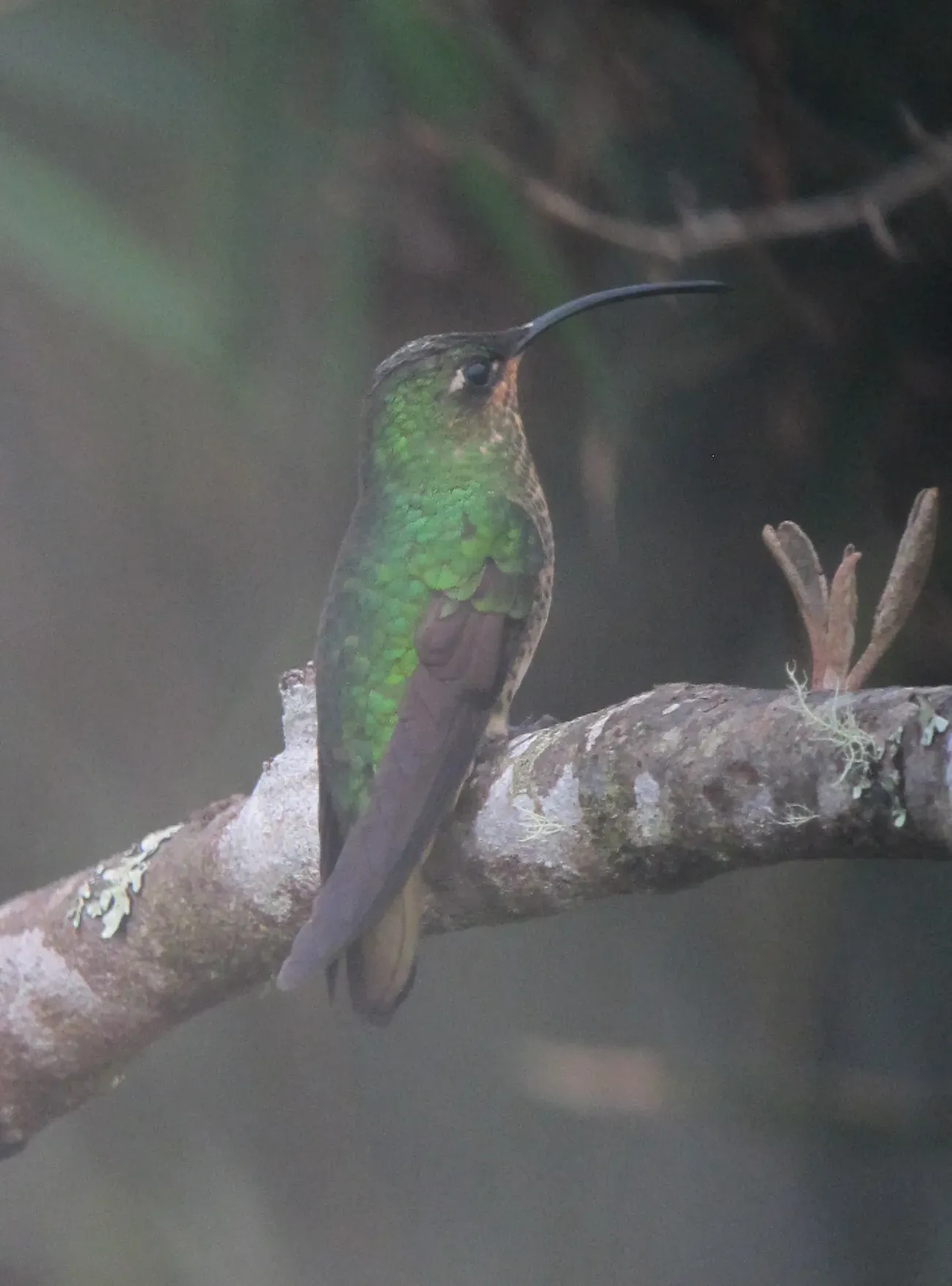 File:Lafresnaya lafresnayi Colibrí aterciopelado Mountain Velvetbreast (female) (8192155507).jpg