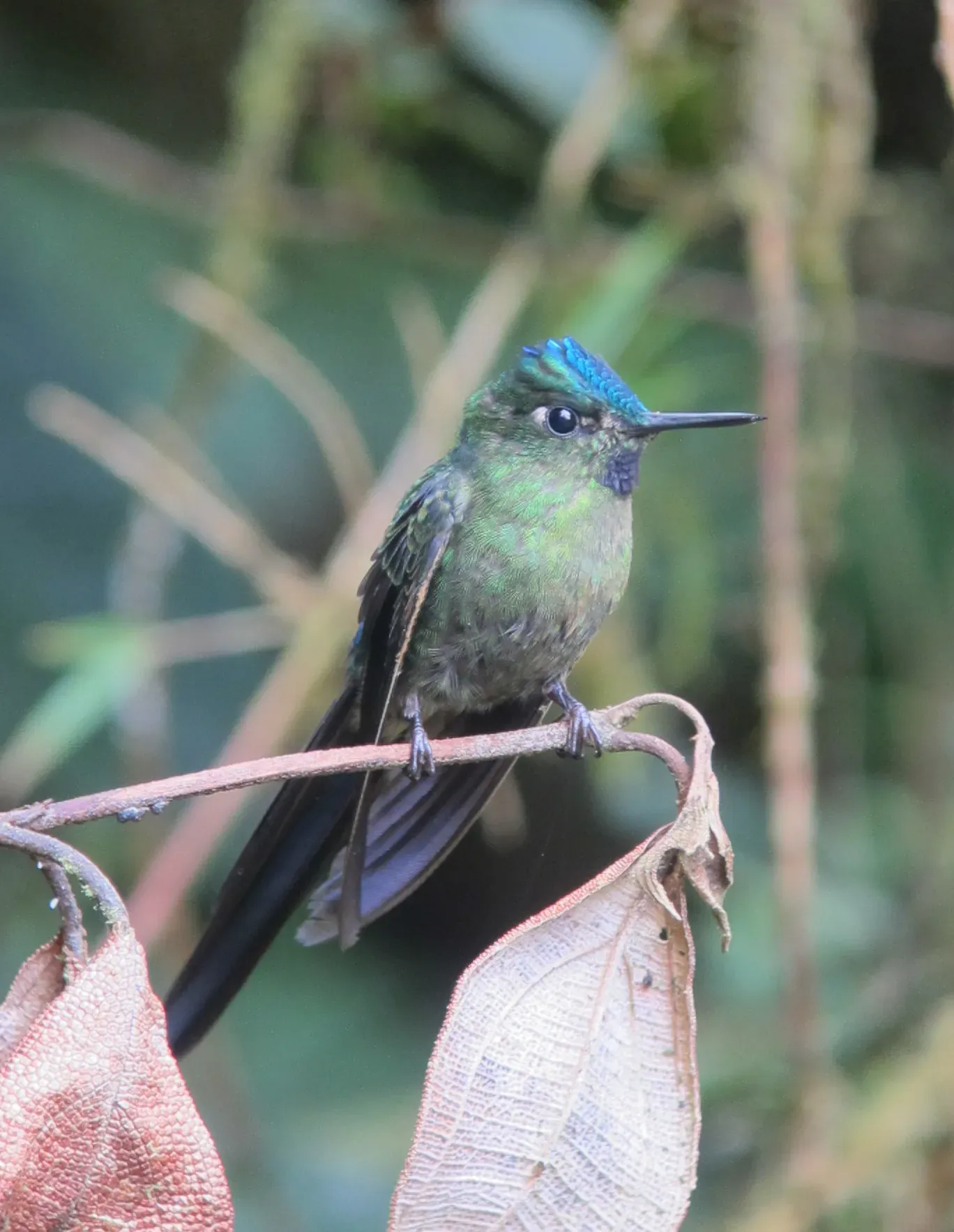 File:Aglaiocercus kingii Cometa verdiazul Long-tailed Sylph (male) (8192487358).jpg
