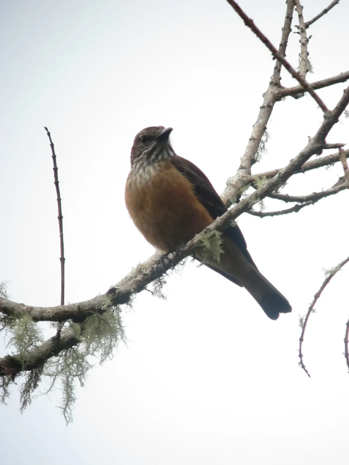 File:Myiotheretes striaticollis Atrapamoscas chiflaperro Streak-throated Bush-Tyrant (6928583034).jpg