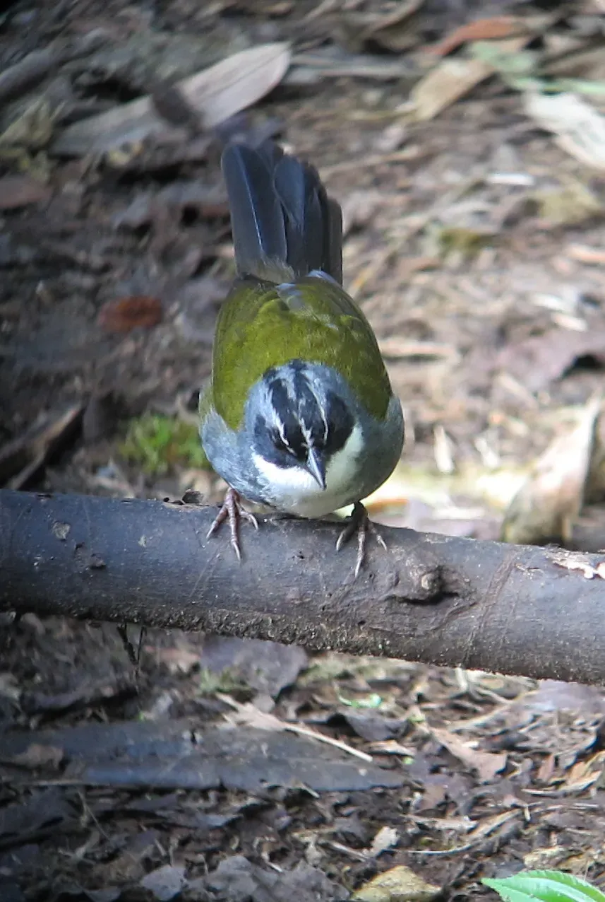 File:Arremon assimilis Gorrión montés listado Grey-browed Brush-Finch (6782108044).jpg