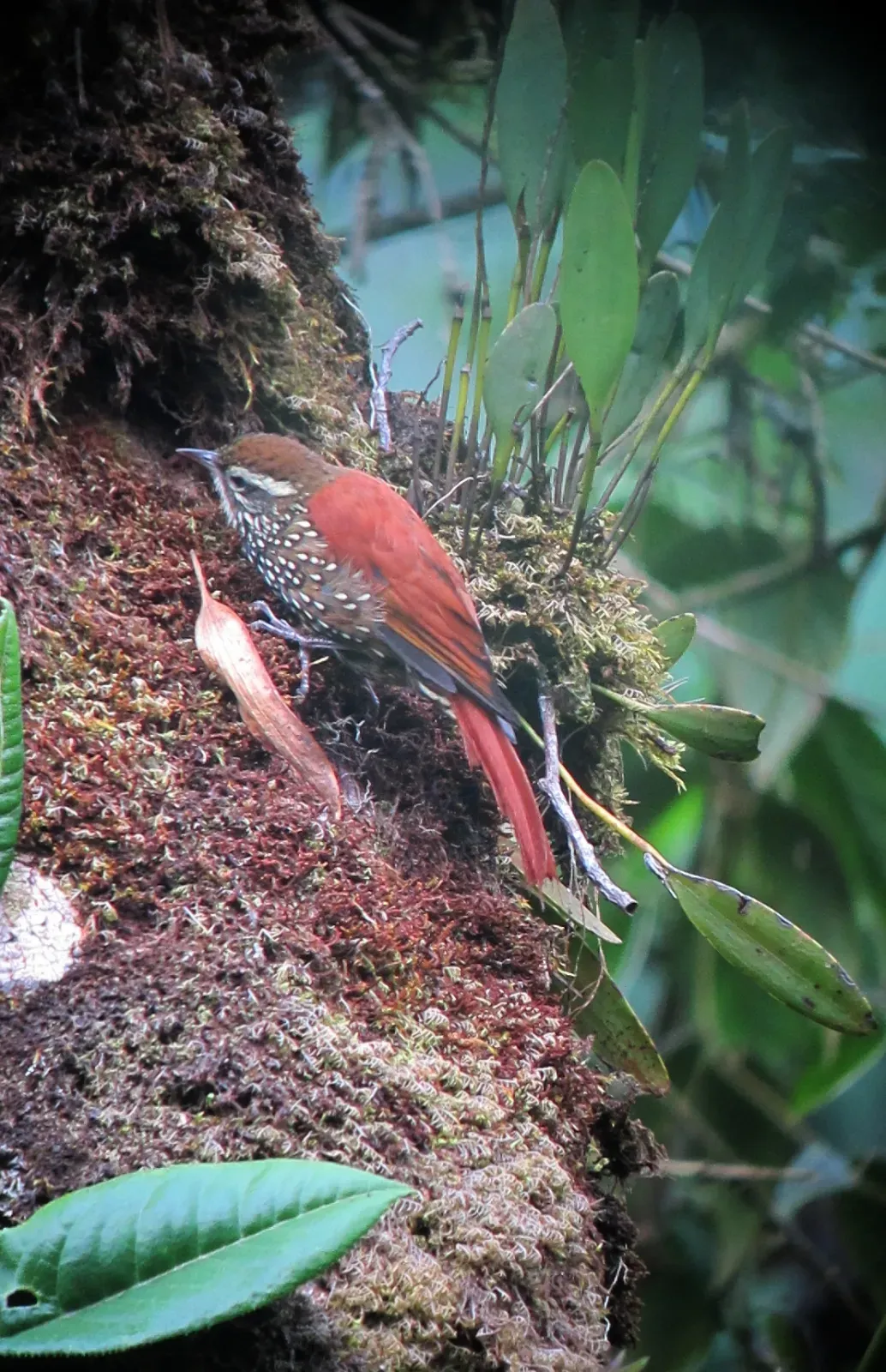File:Margarornis squamiger Corretroncos perlado Pearled Treerunner (6898257723).jpg
