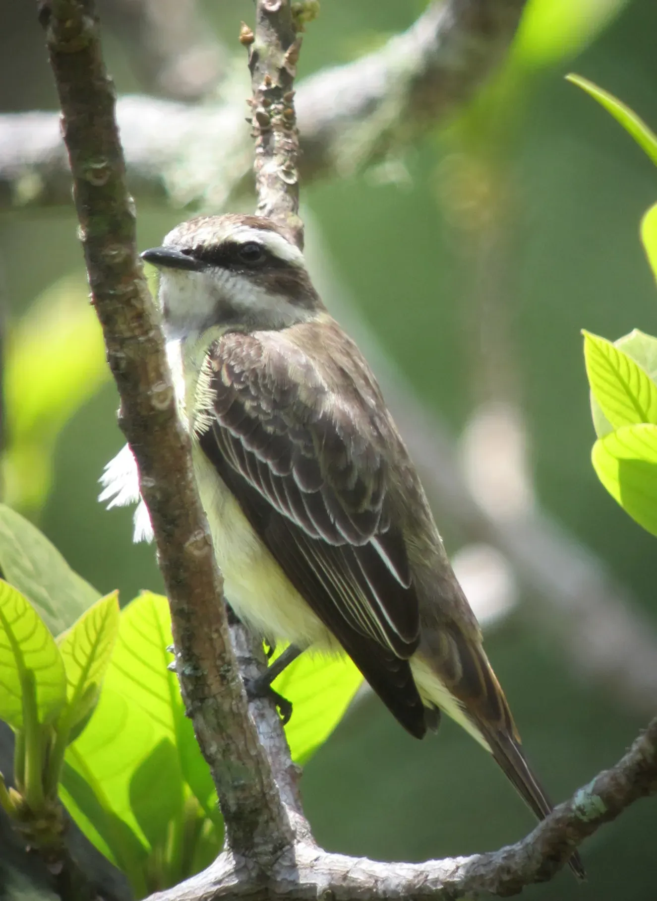 File:Legatus leucophaius Atrapamoscas pirata Piratic Flycatcher (7880798786).jpg