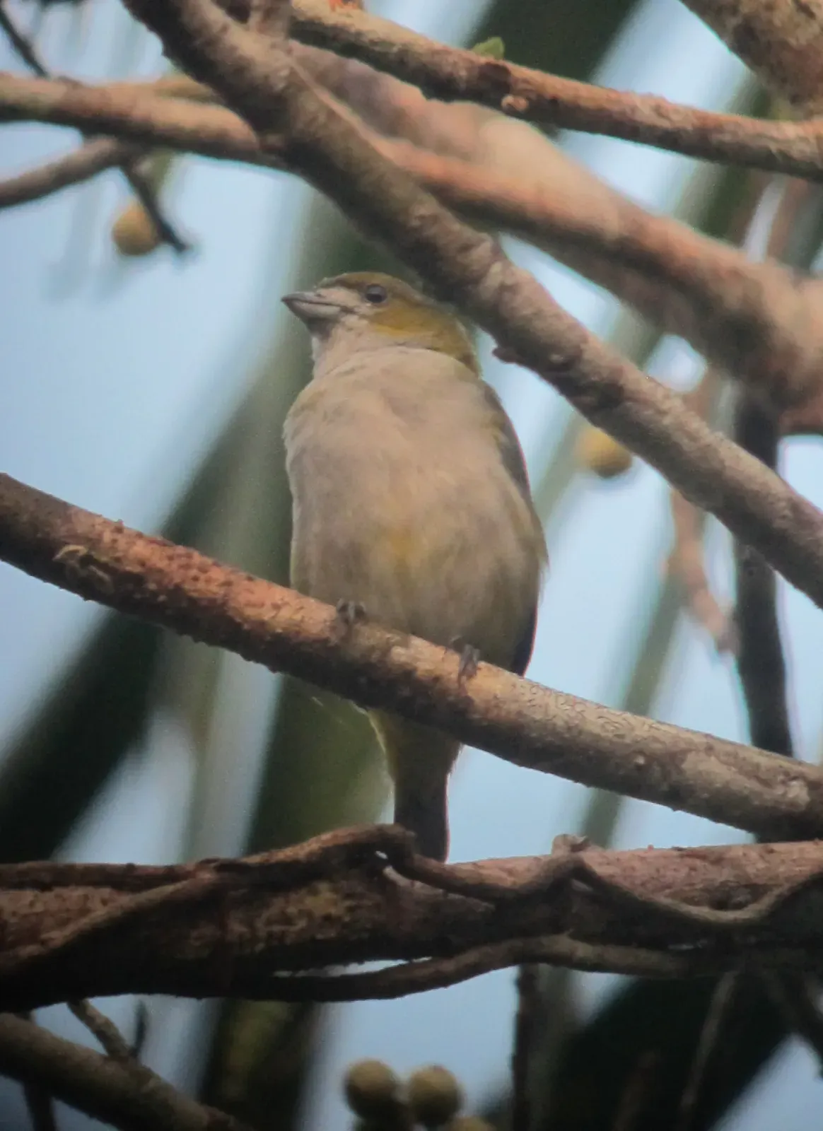 File:Euphonia chrysopasta Eufonia verdidorada Golden-bellied Euphonia (female ) (7811591888).jpg