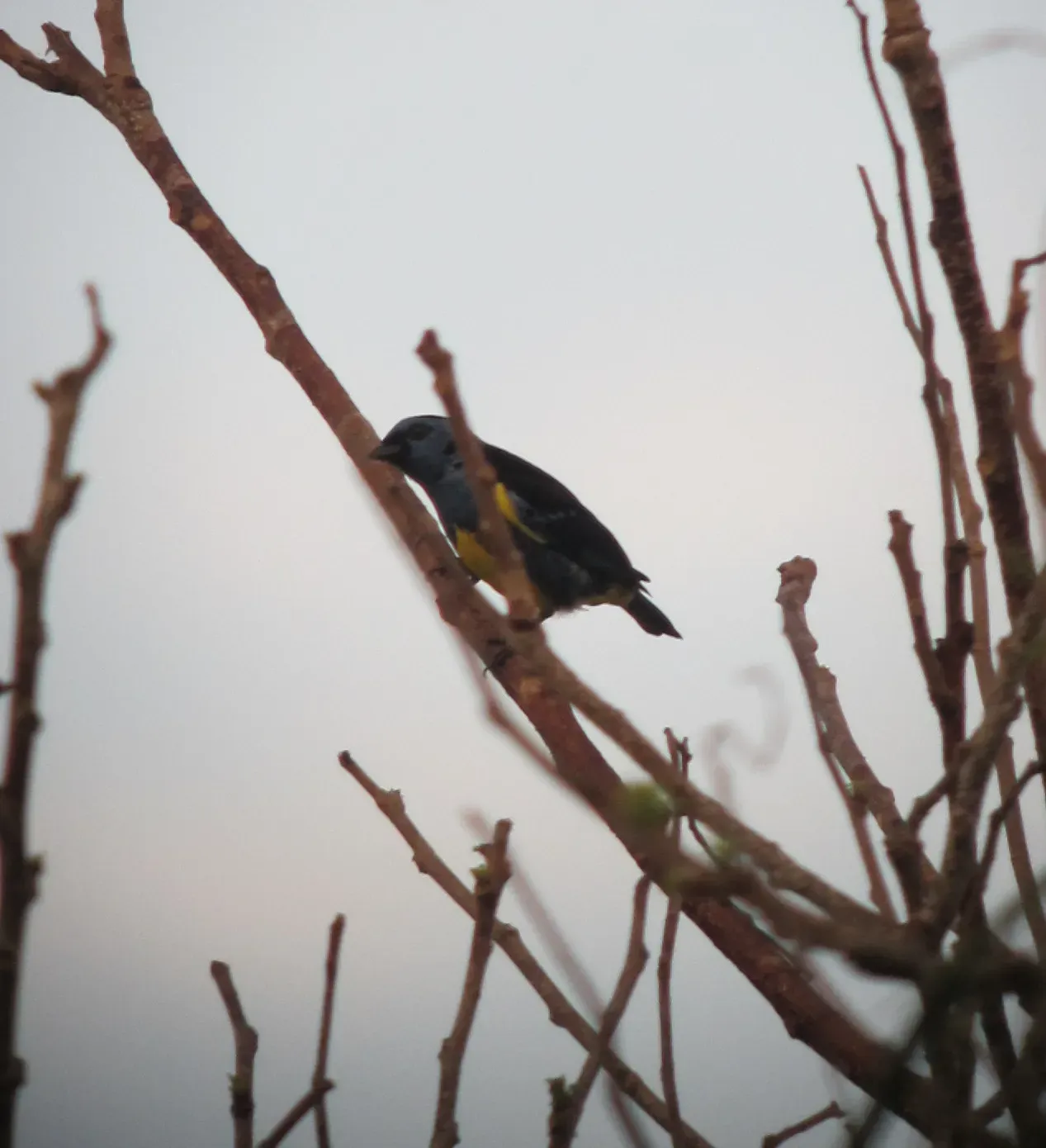 File:Tangara mexicana Tángara turquesa Turquoise Tanager (7804151138).jpg