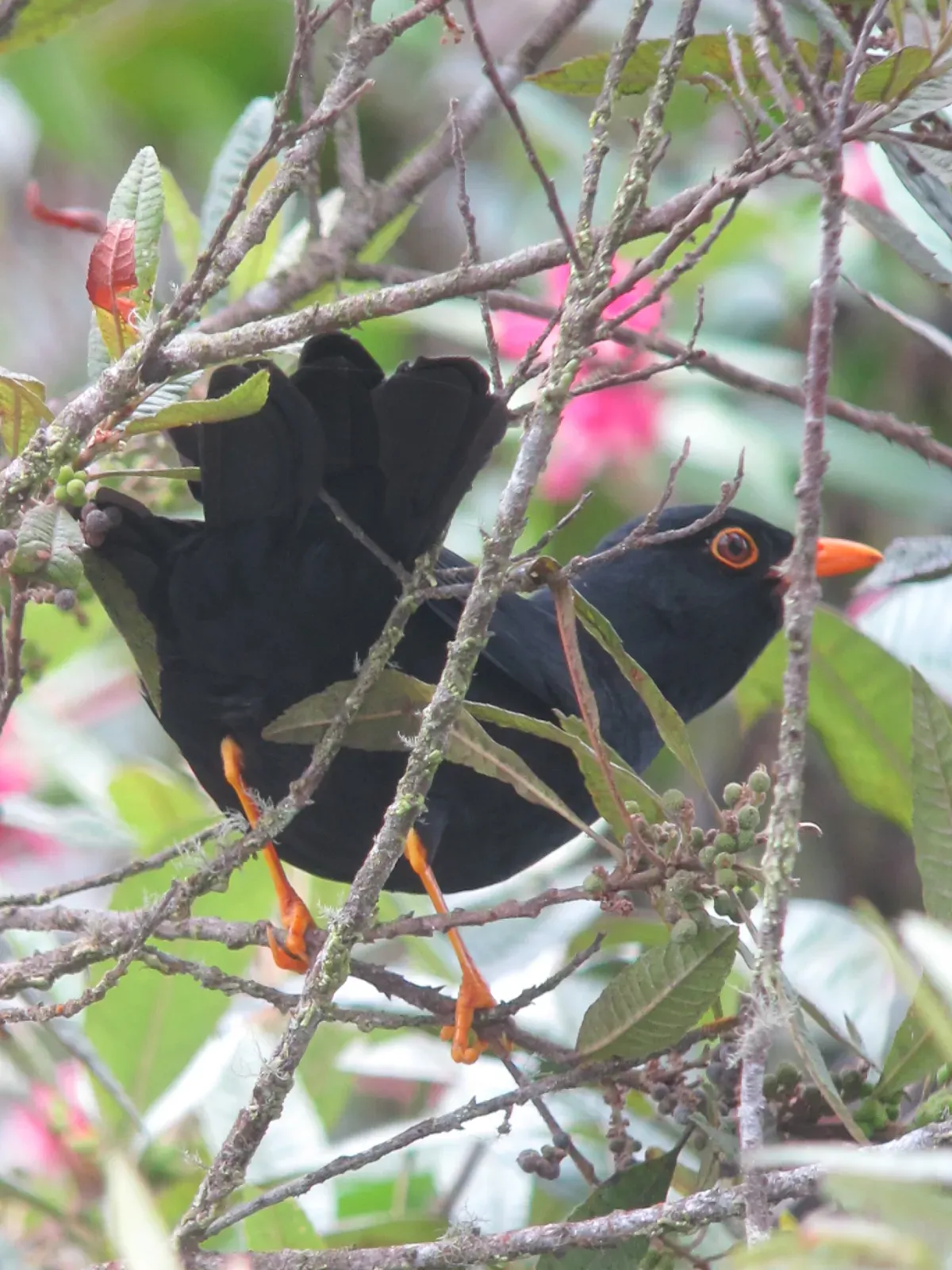 File:Turdus serranus Mirla serrana Glossy-Black Thrush ( male ) (10510694966).jpg