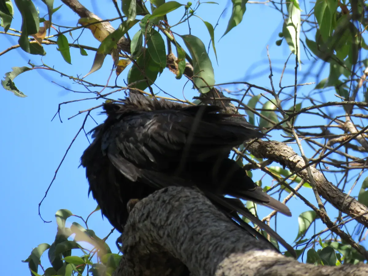 File:Baudin's black cockatoo (Zanda baudinii) at Lane Poole Reserve, January 2022 05.jpg