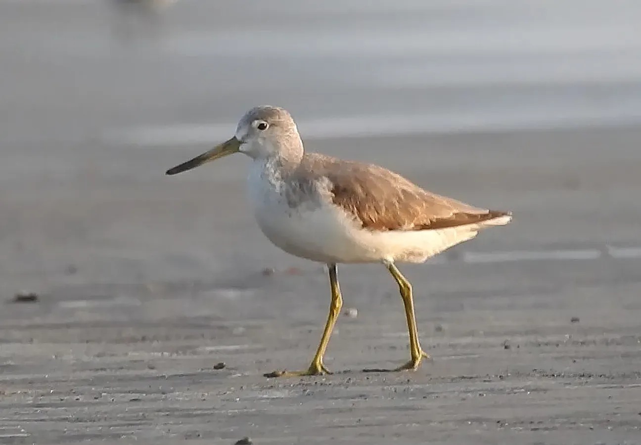 File:Nordmann's Greenshank Tringa guttifer by Raju Kasambe (1) 01.jpg