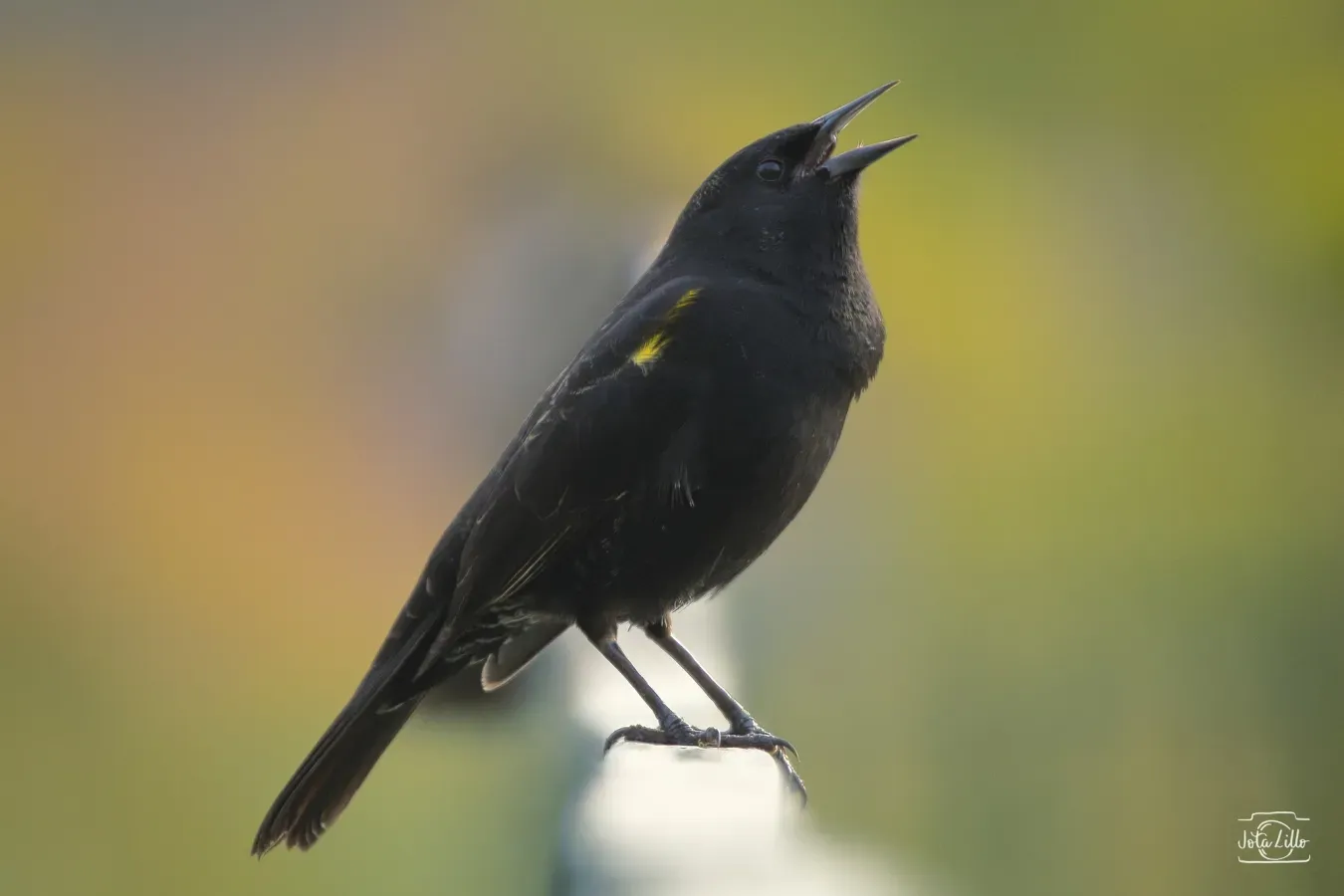 File:Agelasticus thilius, Santiago, Chile 01.jpg