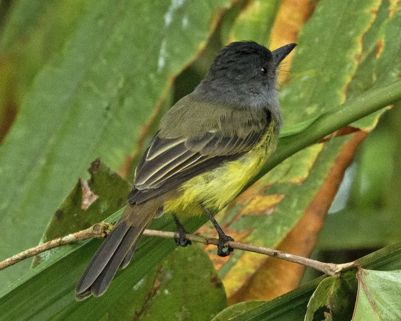 File:Sooty-crowned Flycatcher (Myiarchus phaeocephalus) (20019264082).jpg