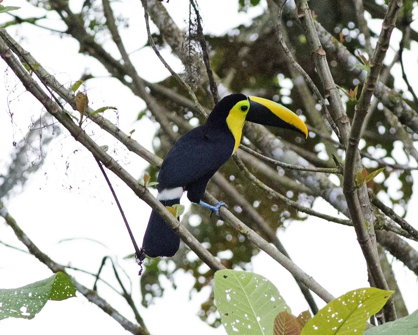 File:Choco Toucan ( Ramphastos brevis) (19518323891).jpg