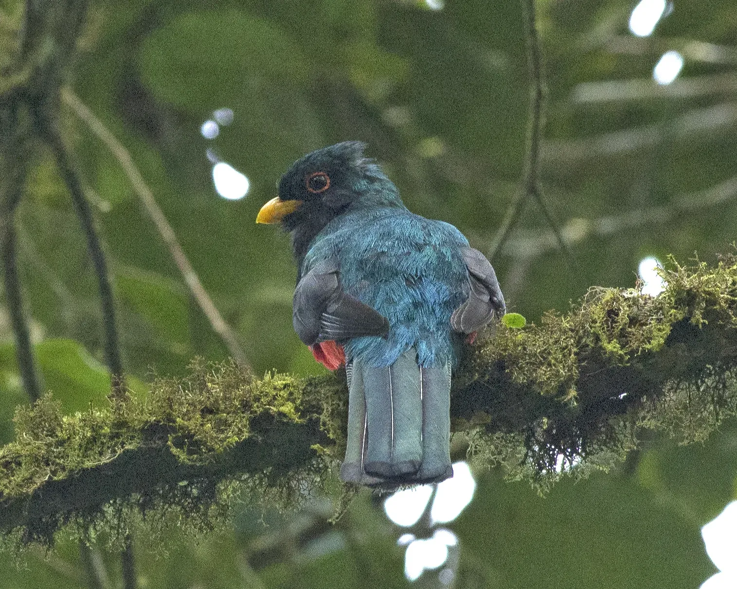 File:Masked Trogon (Trogon personatus) (19364755888).jpg
