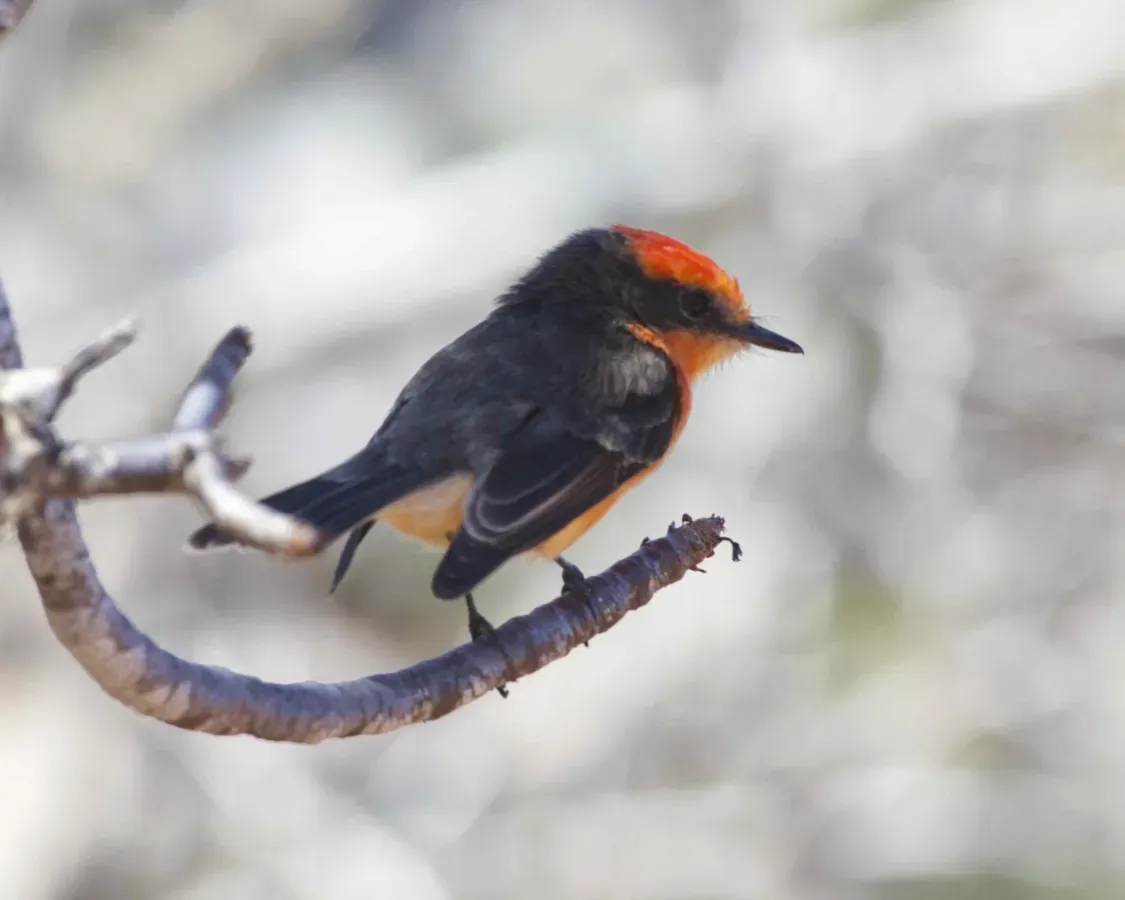 File:Darwin's Flycatcher (Pyrocephalus nanus) (19204559603).jpg