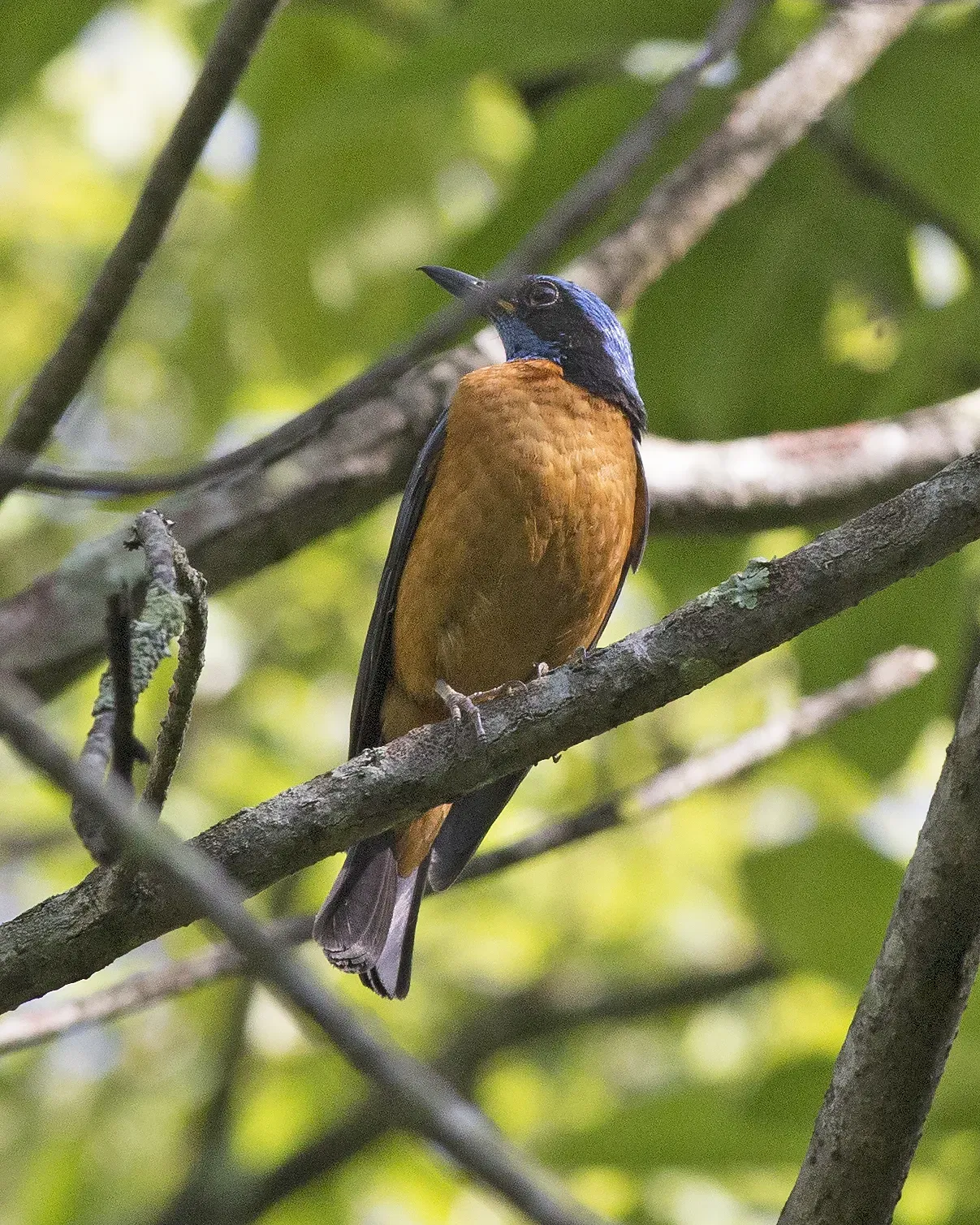 File:Chestnut-bellied Rock-Thrush (Monticola rufiventris) (19198404231).jpg
