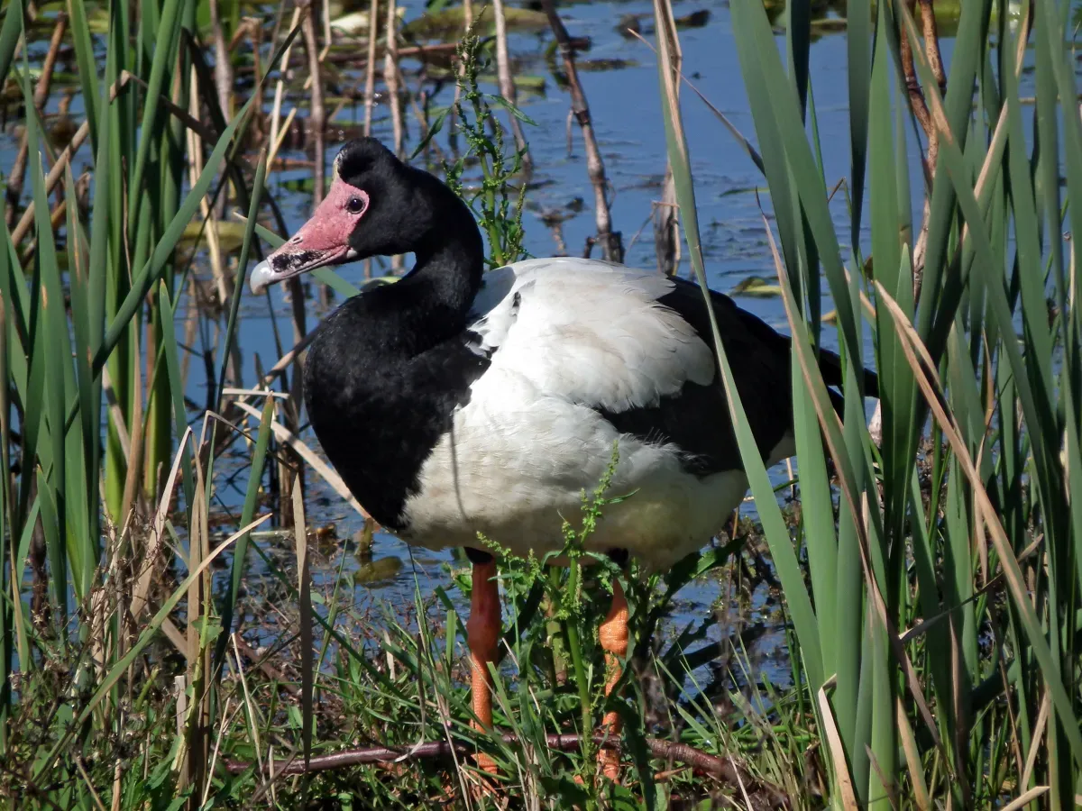 File:Anseranas semipalmata -Edithvale Wetland, Melbourne, Australia-8.jpg