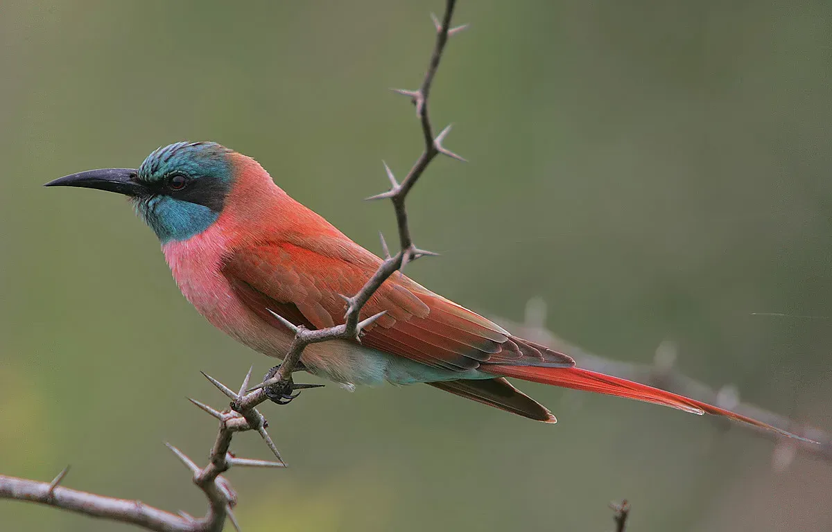 File:Merops nubicus -near Watamu, Kenya-8.jpg