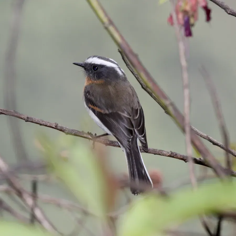 File:Rufous-breasted Chat-tyrant (Ochthoeca rufipectoralis).jpg