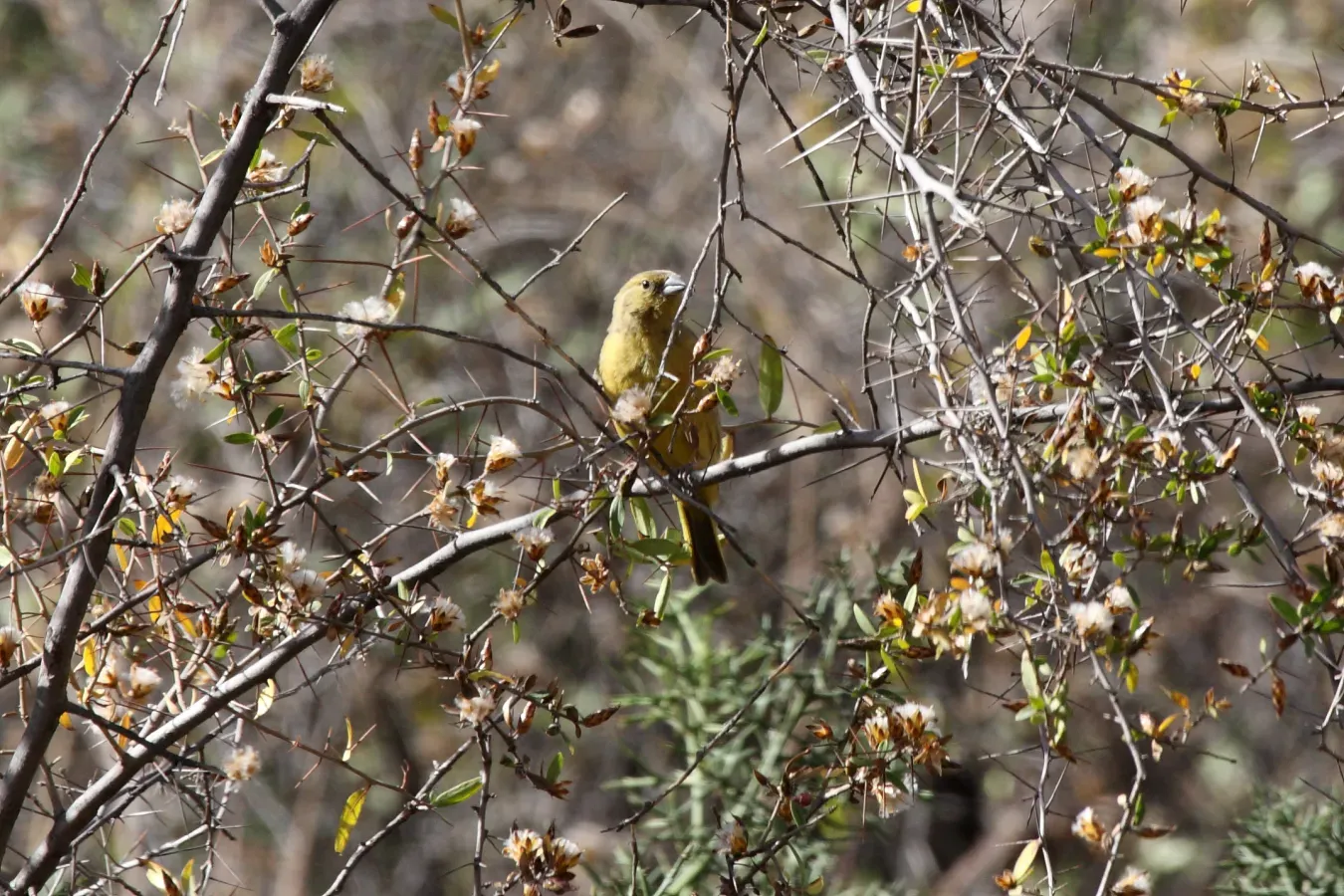 File:Greenish Yellow-Finch (Sicalis olivascens).jpg