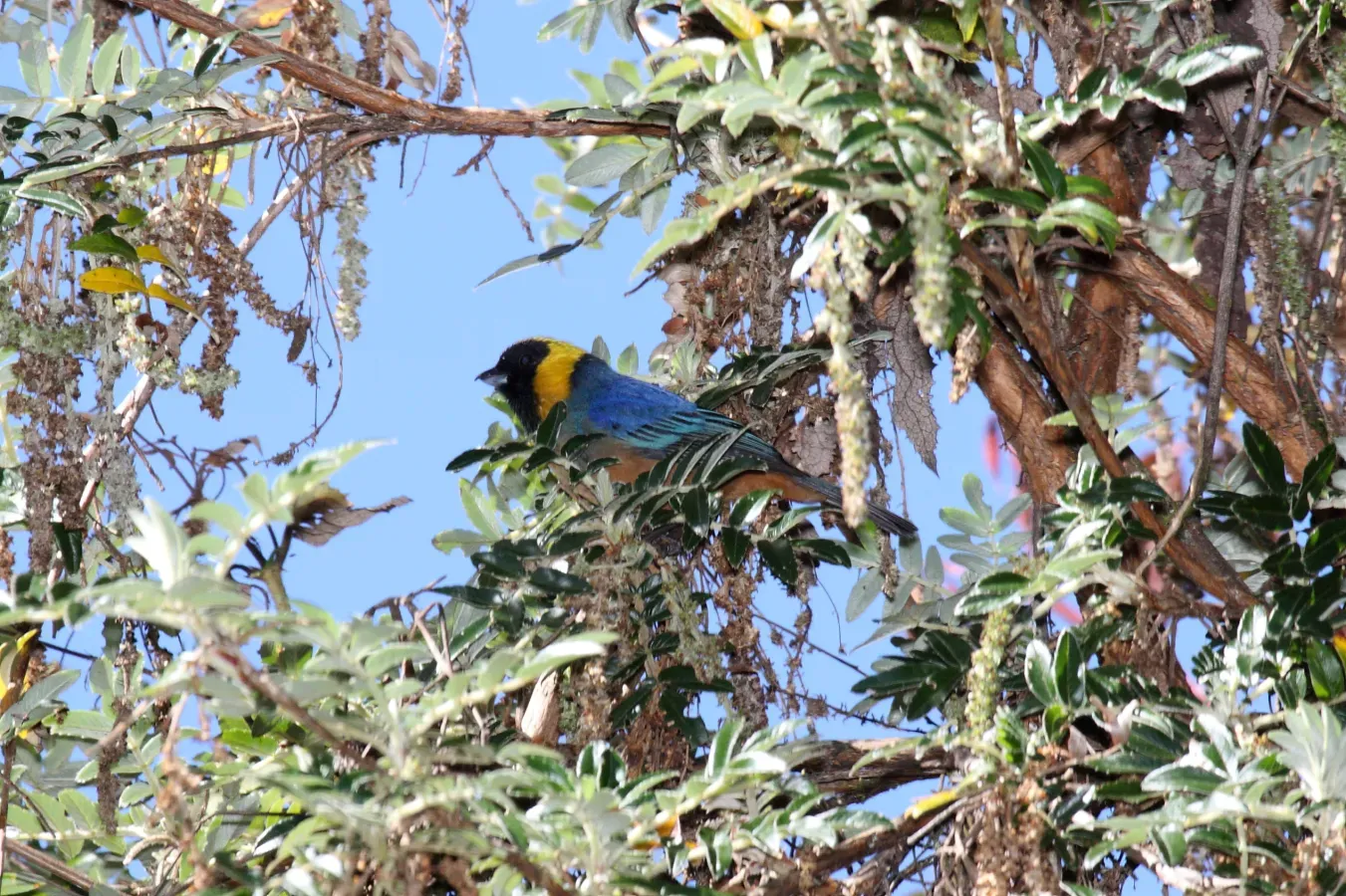 File:Golden-collared Tanager (Iridosornis jelskii).jpg