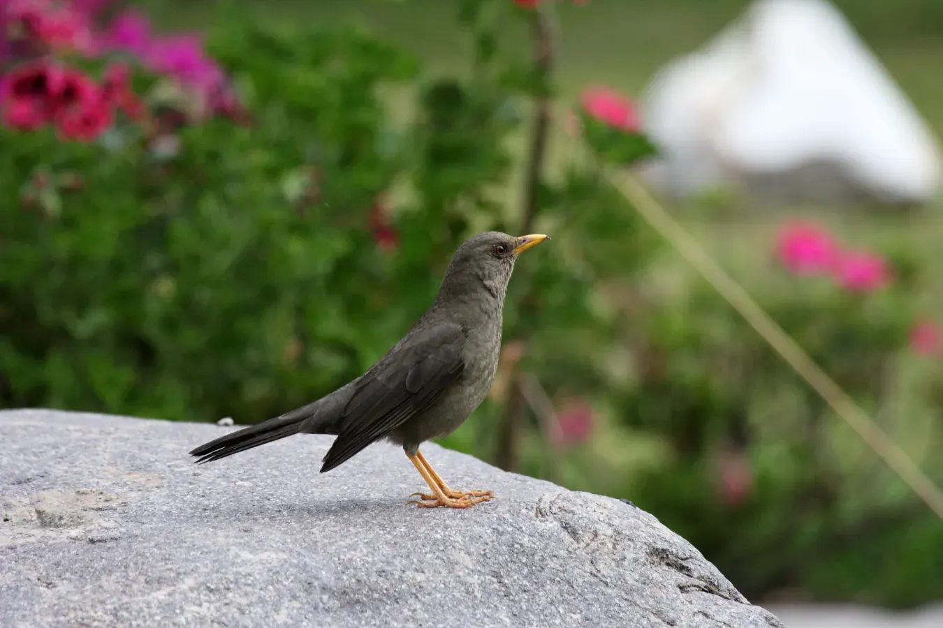 File:Chiguanco Thrush (Turdus chiguanco).jpg