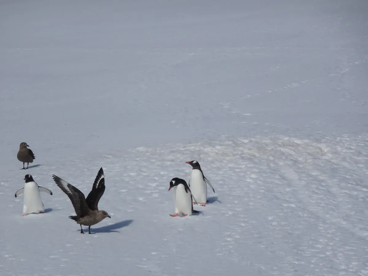 File:Eselspinguine (Pygoscelis papua) und Skua-Raubmöwen (Stercorarius antarcticus).jpg
