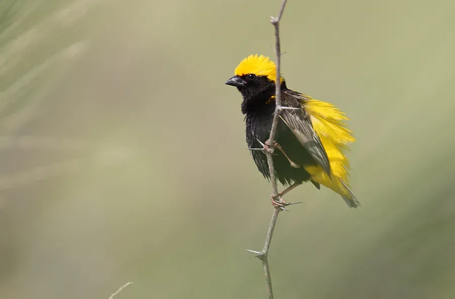 File:Euplectes afer -Lake Baringo, Kenya -male-8.jpg