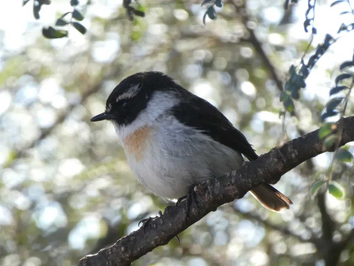 File:Male Réunion stonechat (Saxicola tectes).jpg