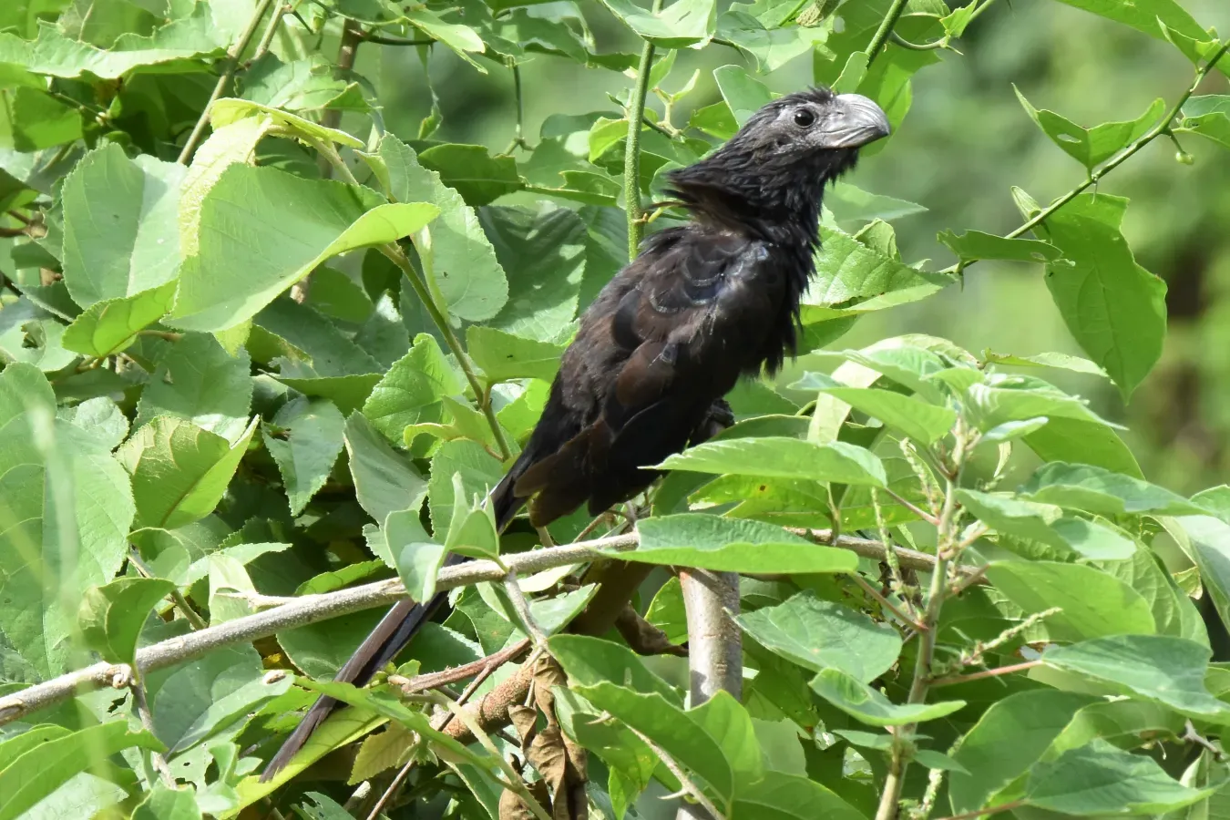 File:2022-05-15 Riefenschnabelani (Crotophaga sulcirostris) 02.JPG