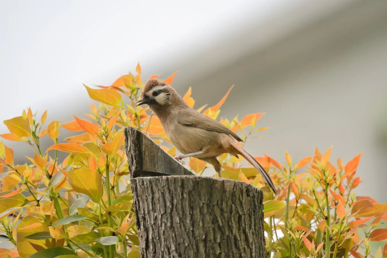File:Pterorhinus sannio-A9 06353.jpg