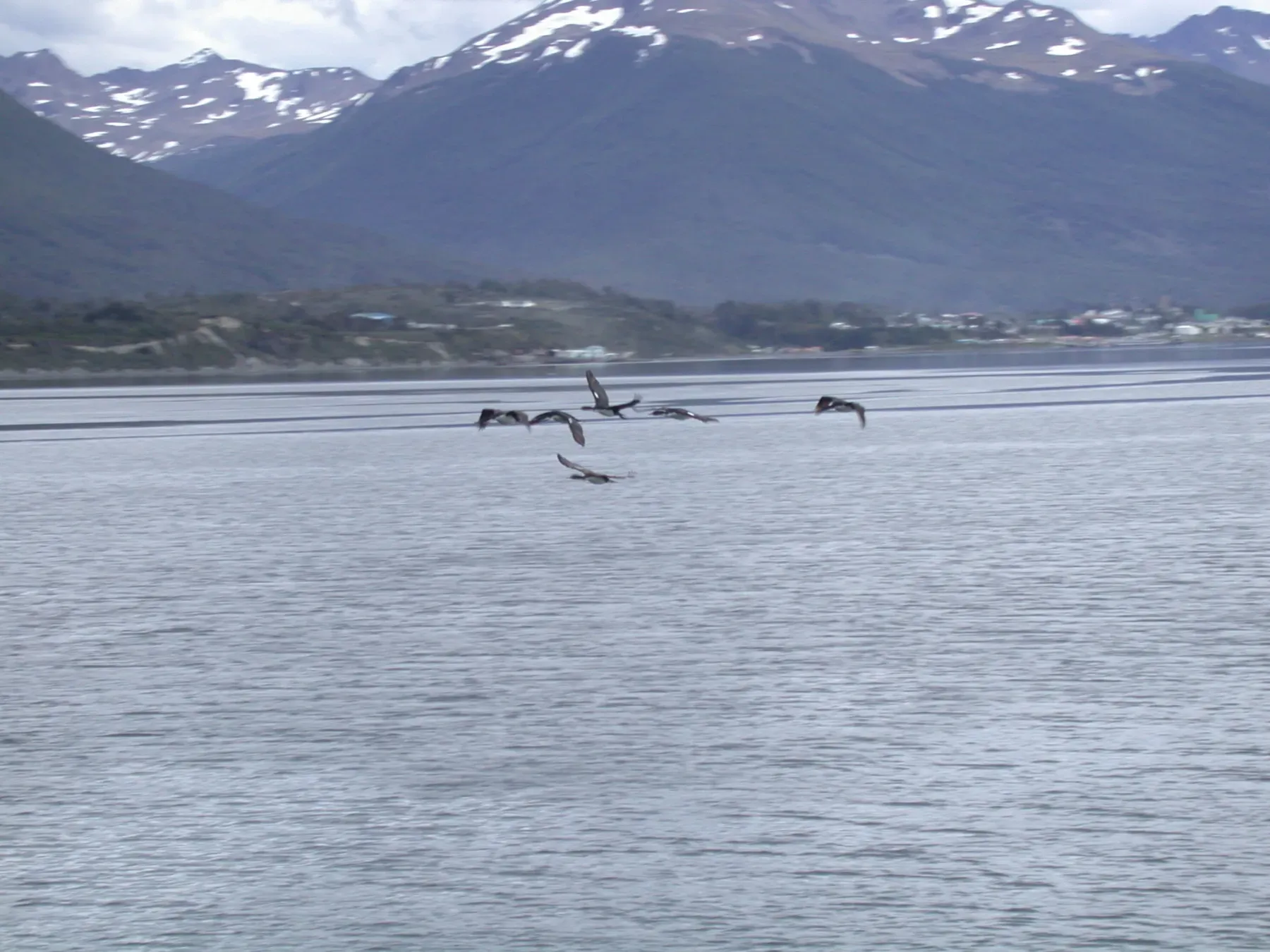 File:Imperial Shag (Leucocarbo atriceps)1.jpg