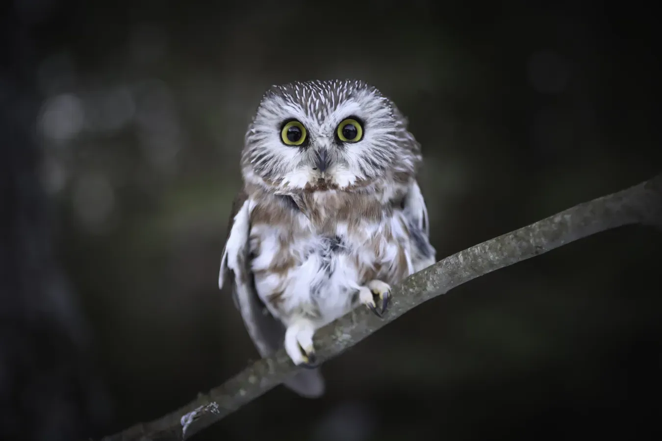 File:Aegolius acadicus (Northern Saw-Whet Owl).jpg