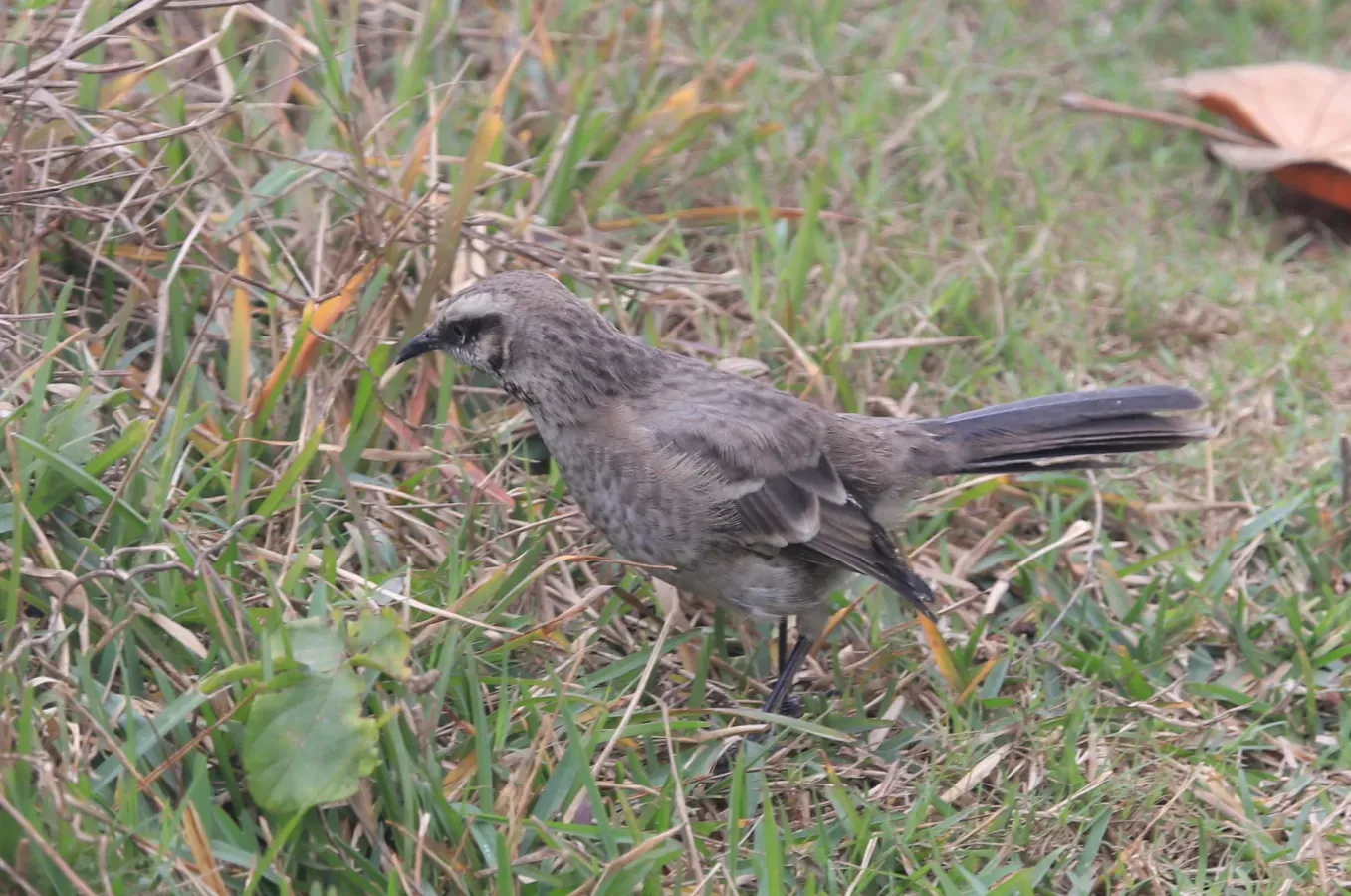 File:Mimus longicaudatus, Lima, Peru 01.jpg