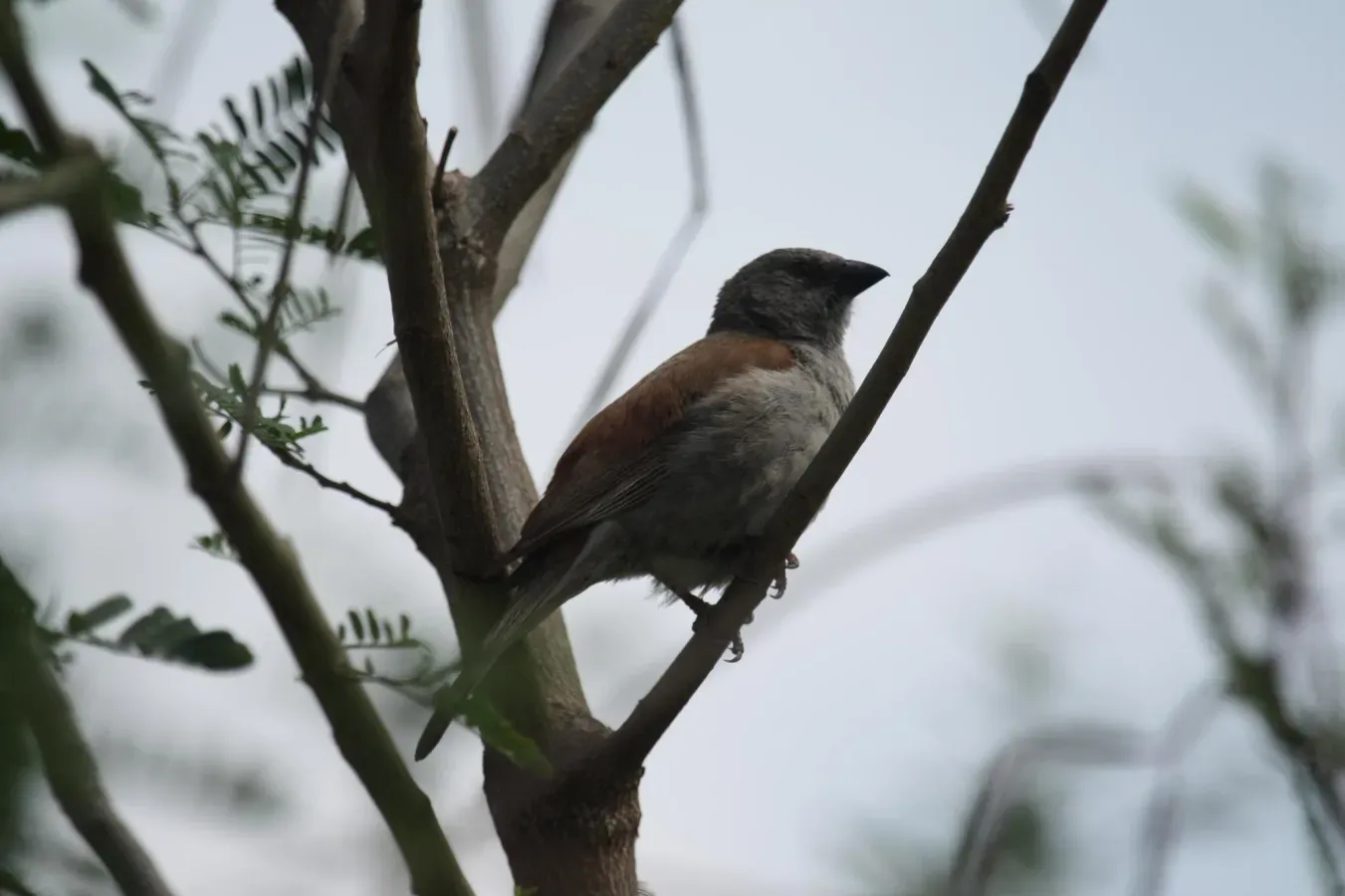 File:Passer swainsonii -Ethiopia-8.jpg