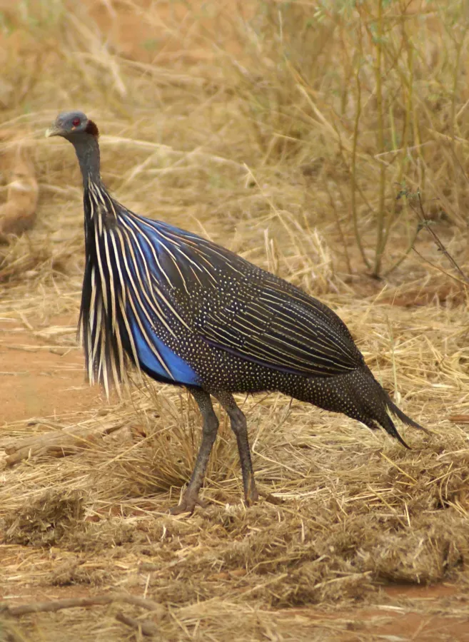 File:Acryllium vulturinum -Tsavo East National Park, Kenya-8.jpg
