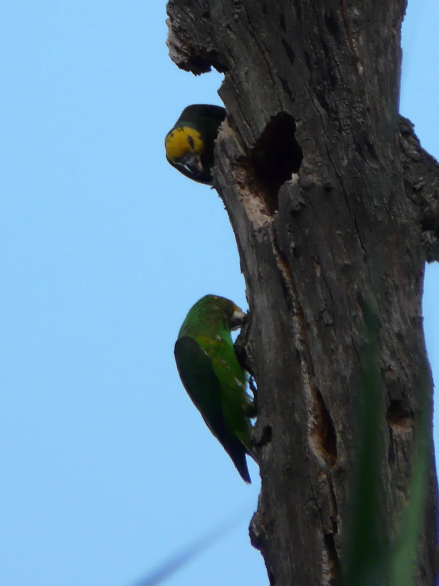 File:Poicephalus flavifrons -Ethiopia-6.jpg