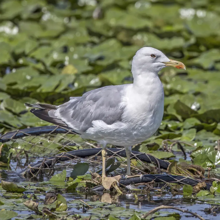 File:Caspian gull (Larus cachinnans) summer Danube delta.jpg